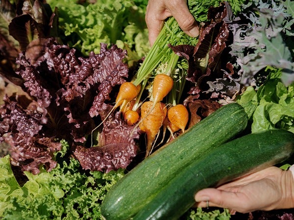 A collection of fresh vegetables, including lettuce, carrots, and zucchinis, held in hands.