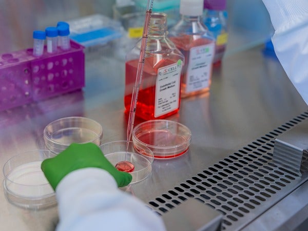 Laboratory setup with a gloved hand handling petri dishes and a pipette dispensing red liquid.