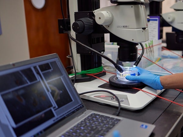 Laboratory with a microscope and a laptop displaying images.