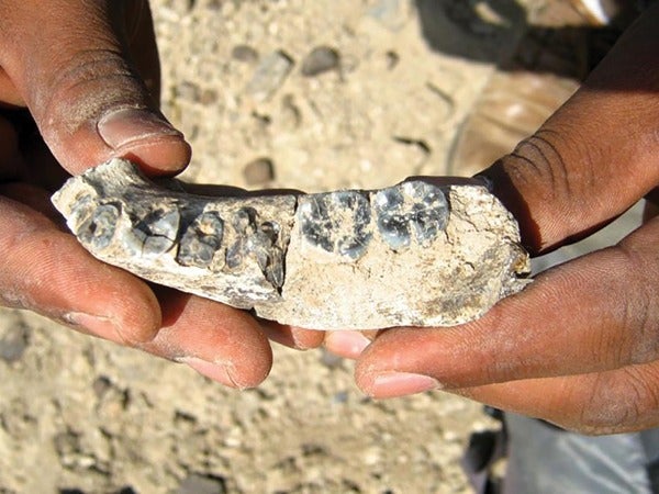 Hands holding a fossil jaw bone.