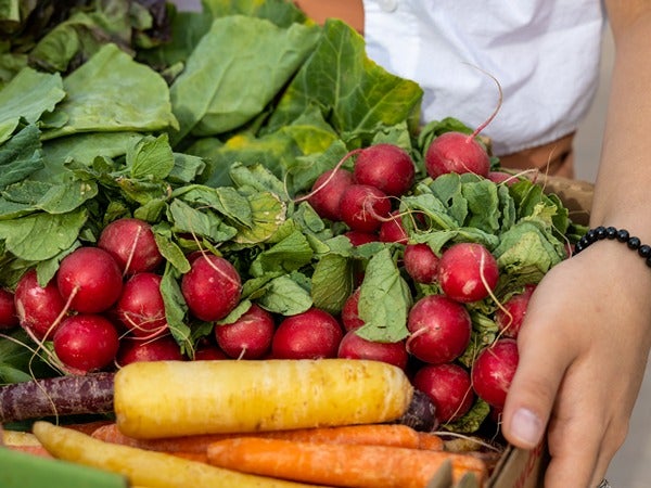 A collection of freshly harvested radishes and colorful carrots in a box.