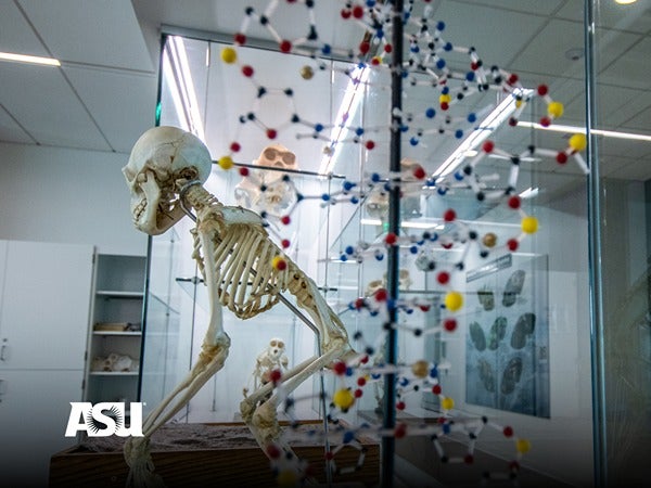 Skeleton and DNA model in a scientific exhibit at ASU.